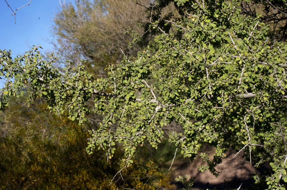 Condalia globosa v.pubescens